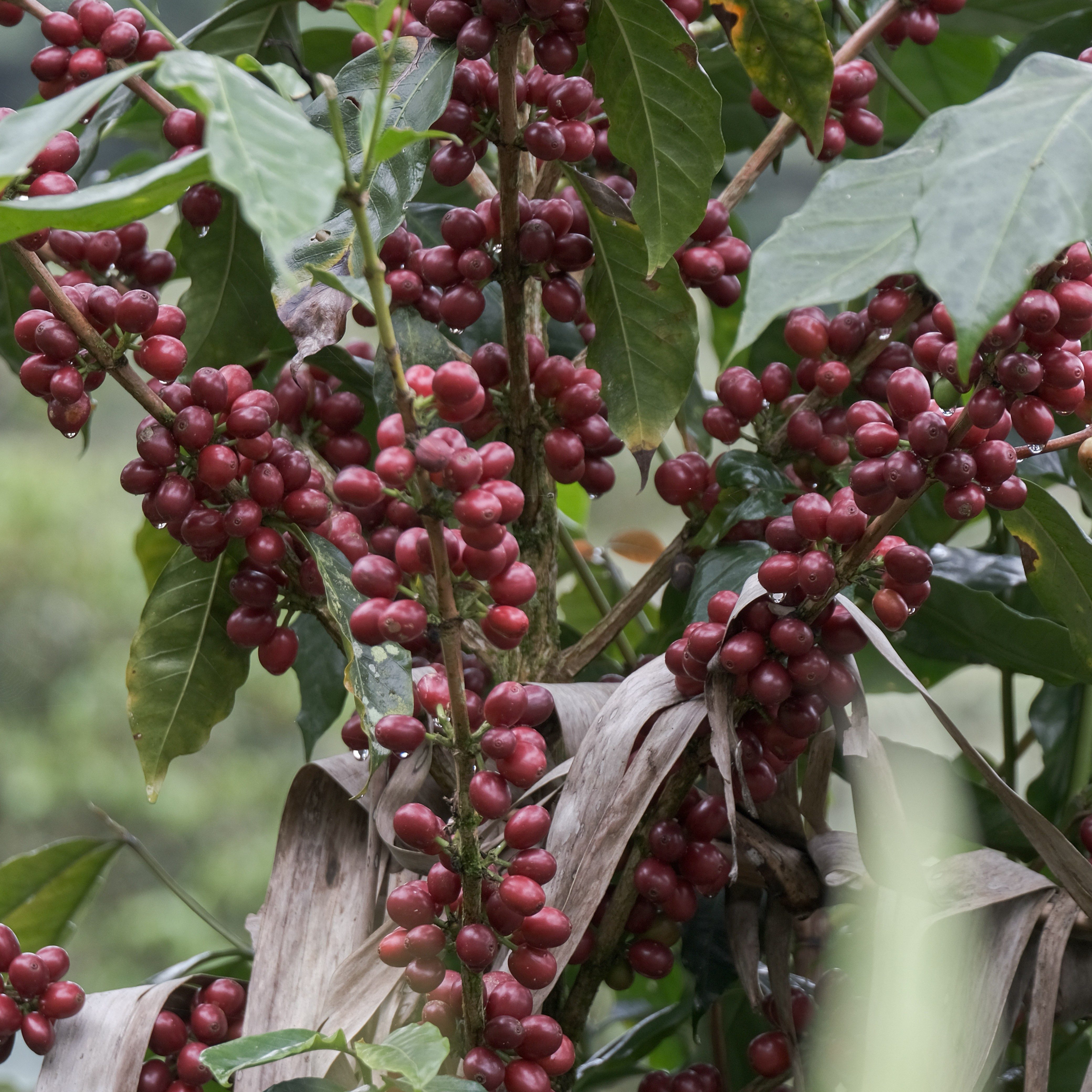 Nicaragua Las Delicias Javanica Anaerobic at Low temperature(24/25